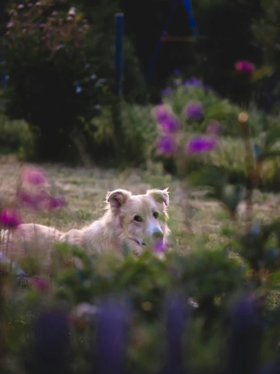 a white dog laying in flowers on the ground
