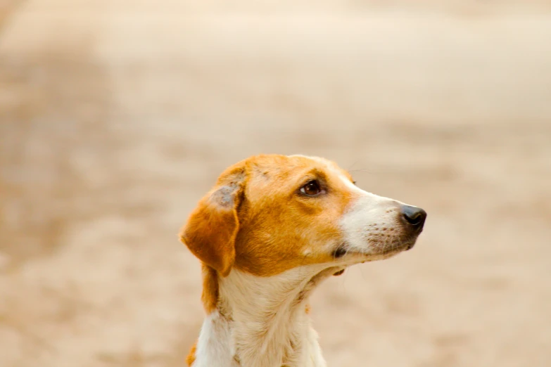 a dog with white and brown markings looking into the distance