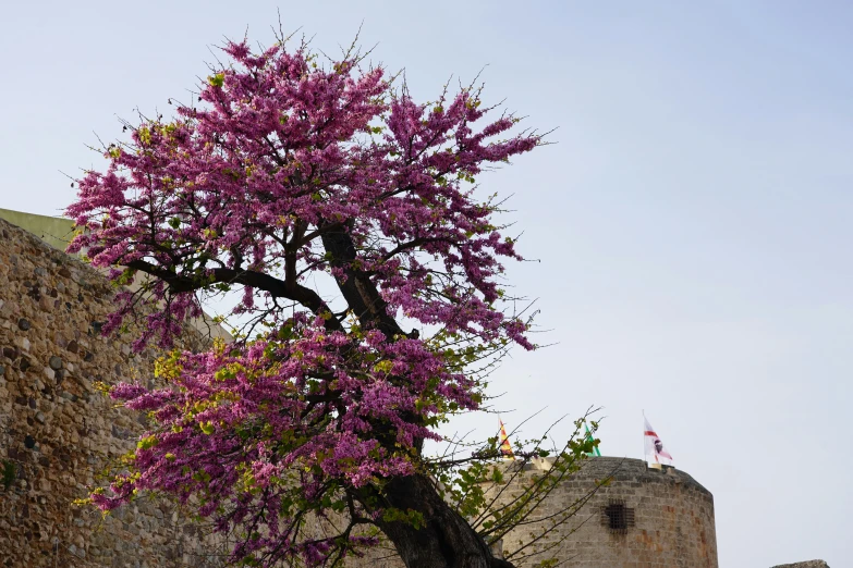 a flowering tree on the corner of an old building