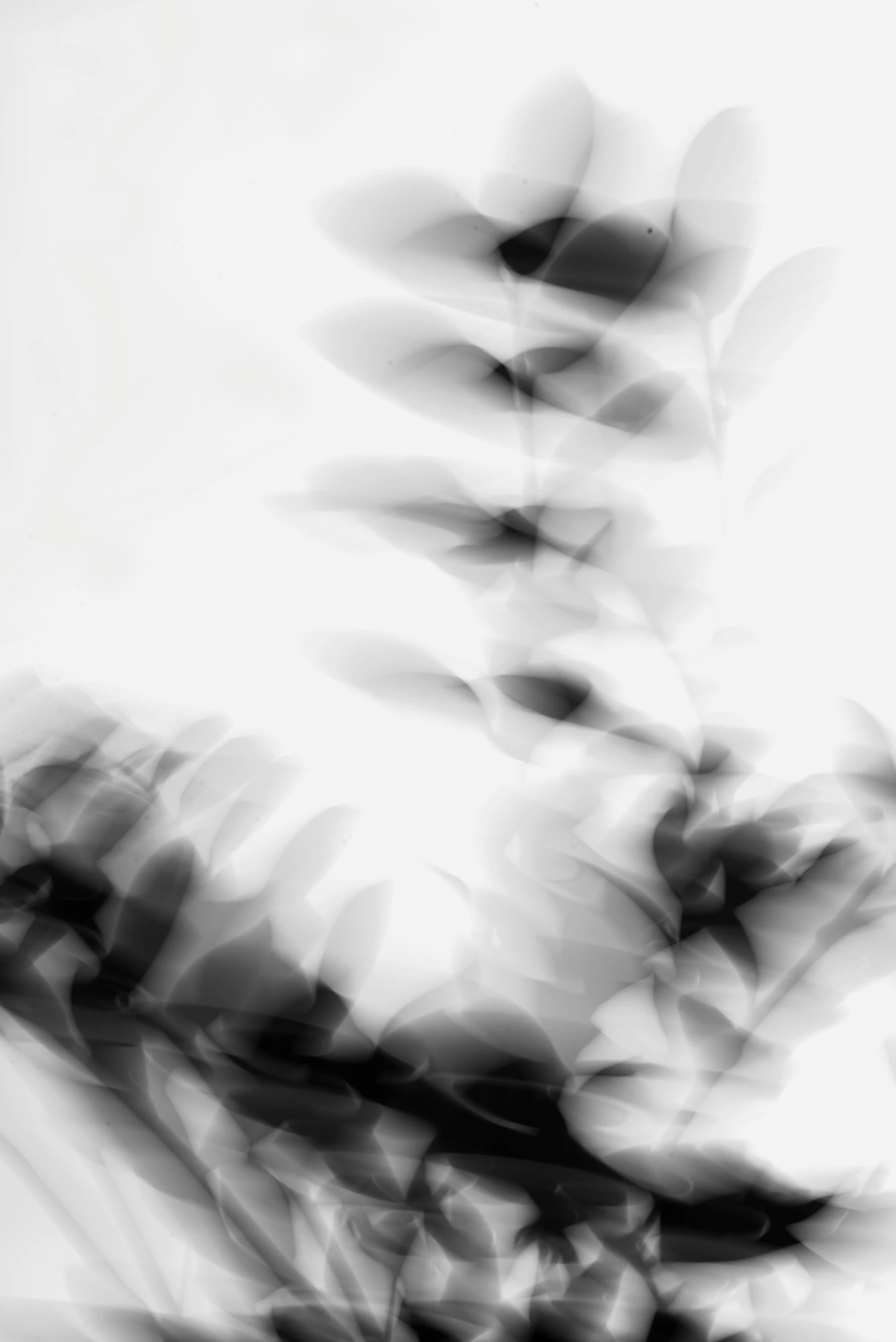 blurred black and white pograph with flowers in center