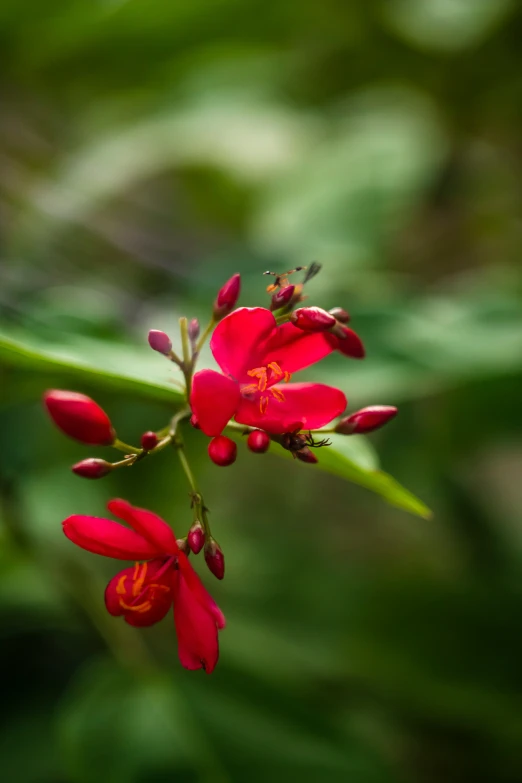 red flowers with the stem still attached to it