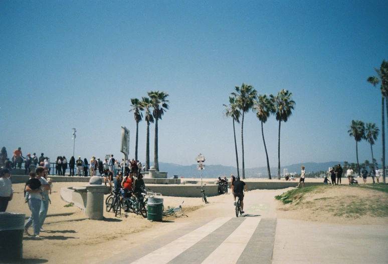 a bunch of people walking near some palm trees