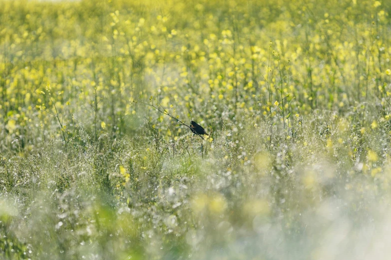 a lone bird in a green field of flowers