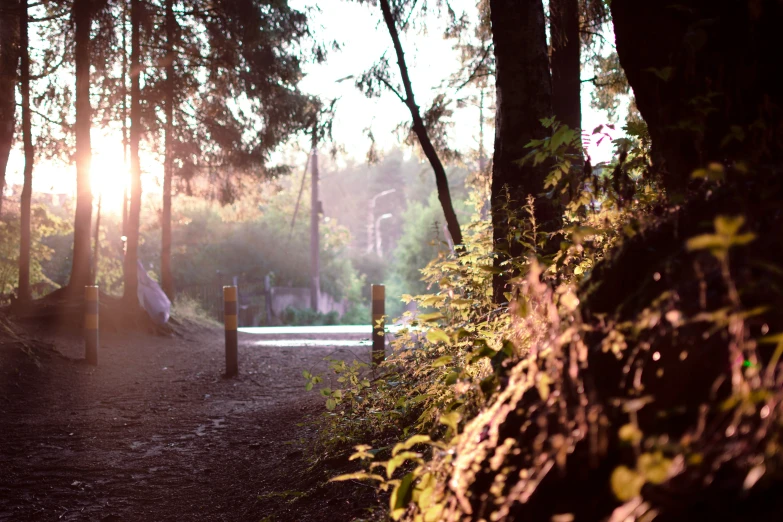 there is sunlight shining through the trees in the woods