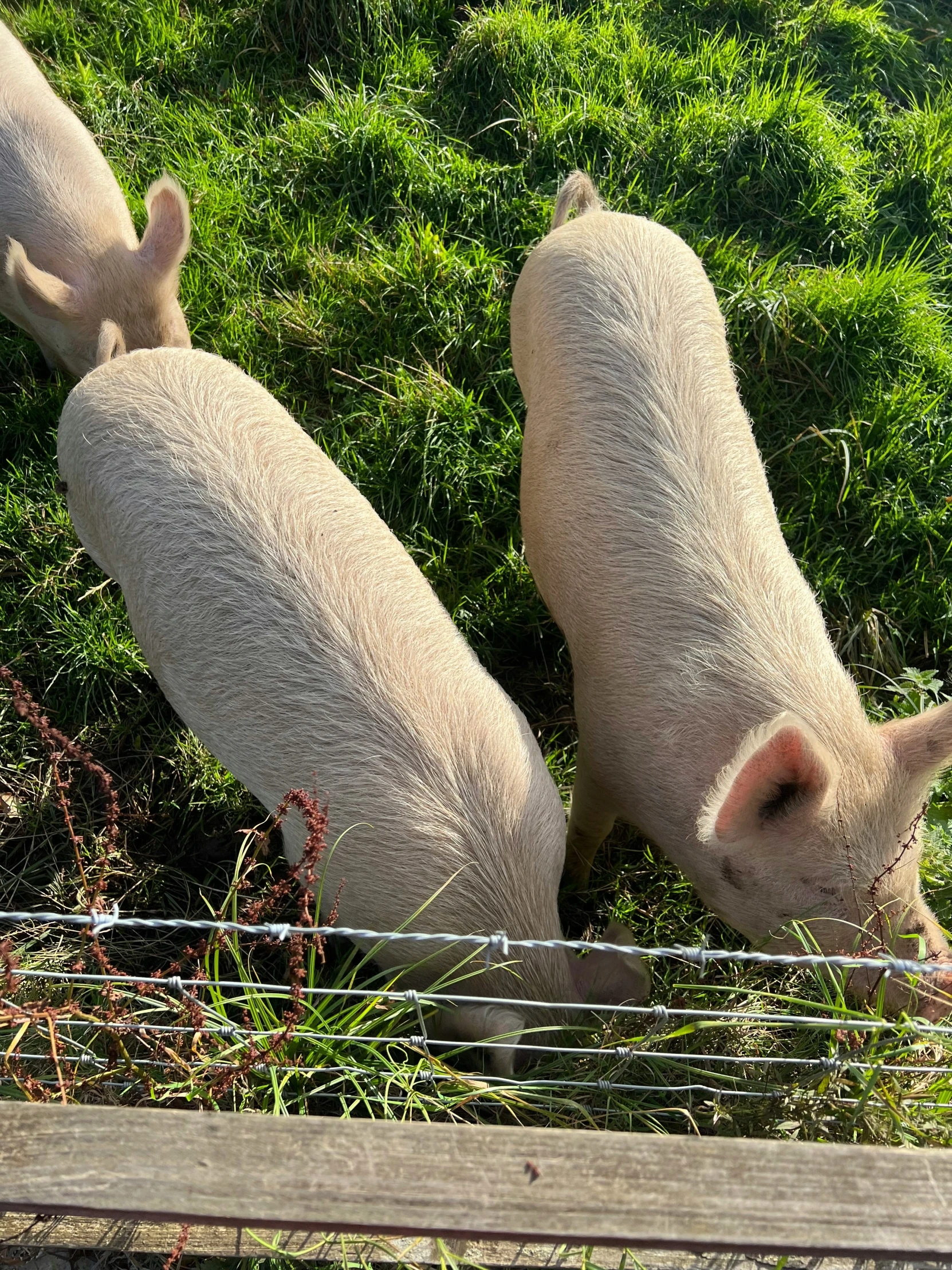 two pigs standing behind a fence in front of grass