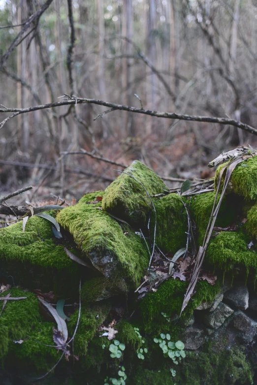 moss covered stones and twigs with trees in the background