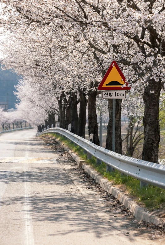 a street sign next to a row of blossoming trees