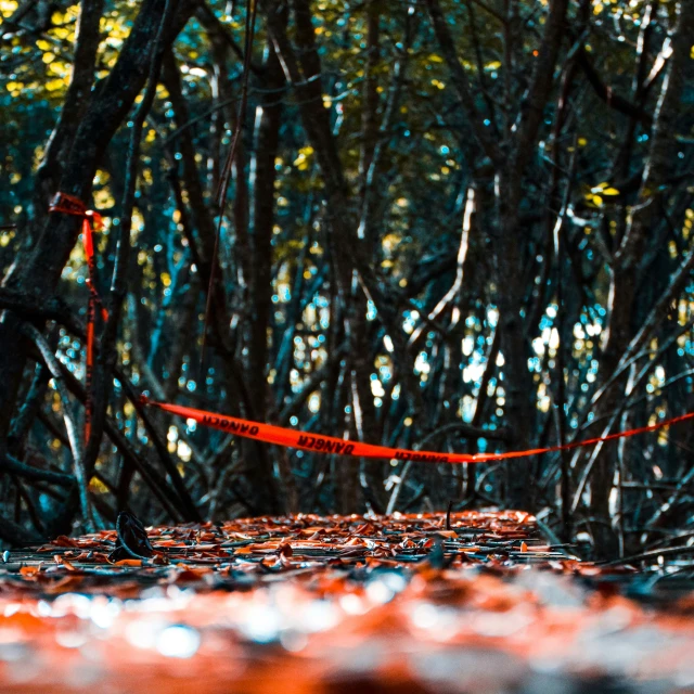 a tape line blocking off part of the road with trees