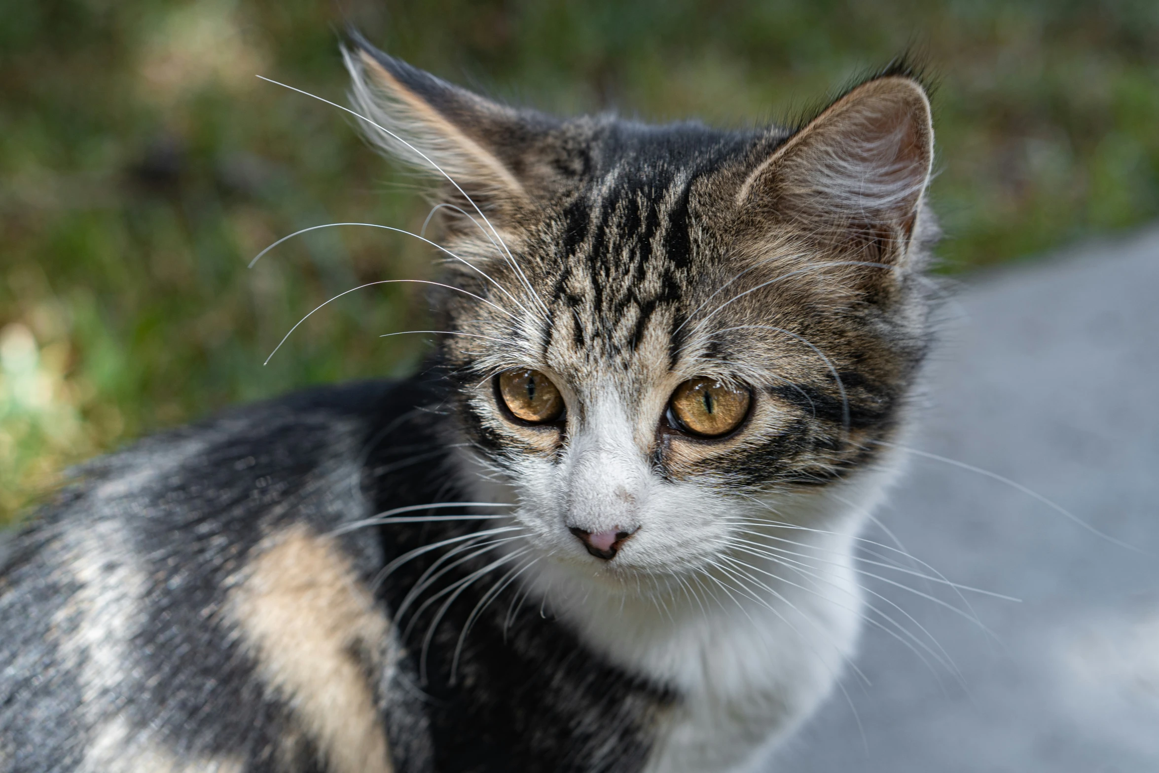 a close - up s of a multicolored cat looking intently ahead