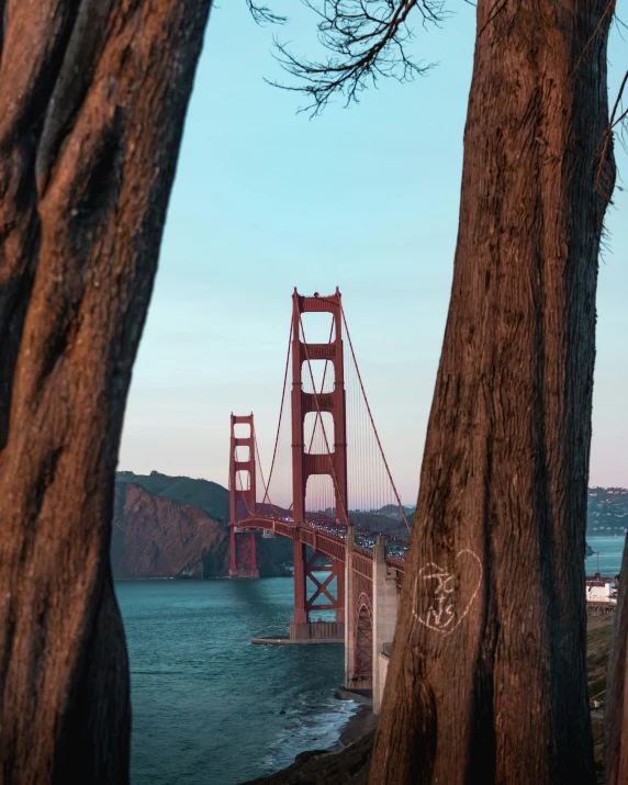 trees in front of a golden gate bridge