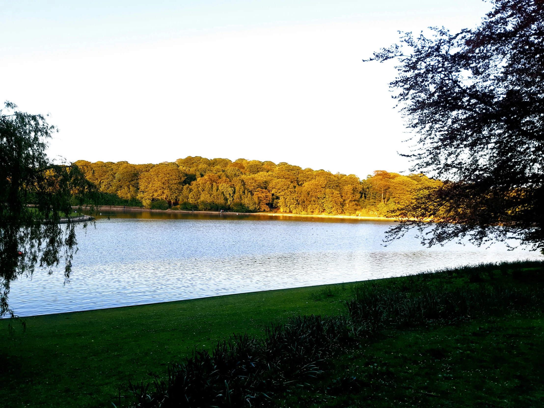 some very pretty water and grass near a large tree