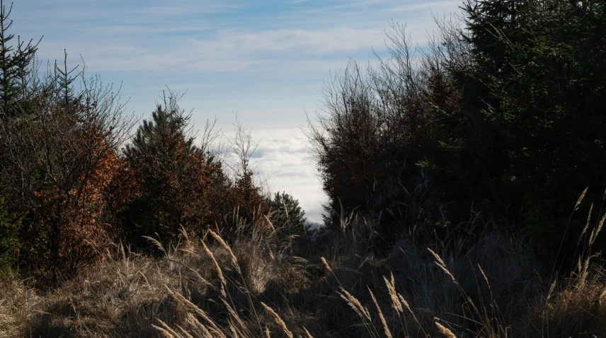 trees and bushes with leaves on them in the distance