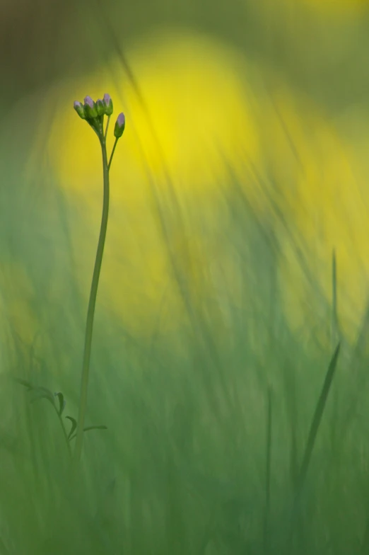 a small flower is shown in a field