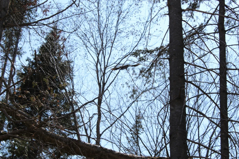 a po of some very tall trees and some snow