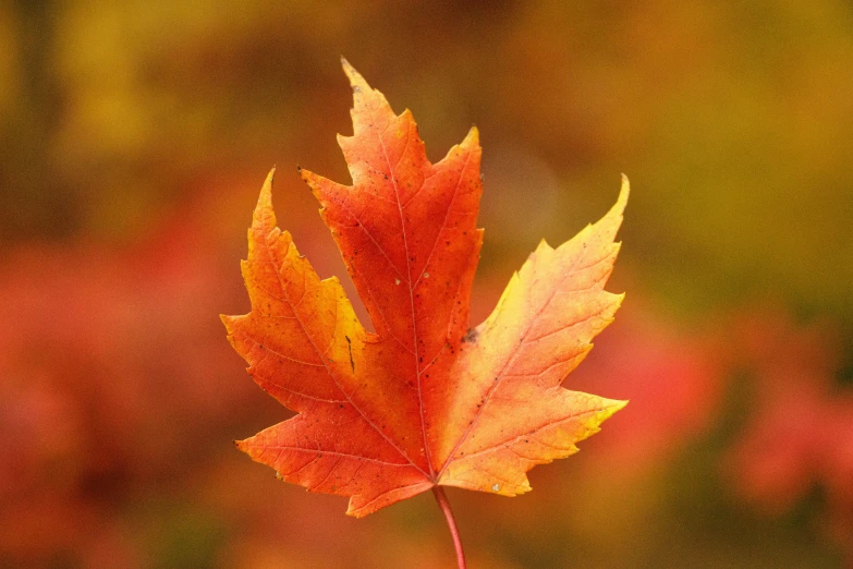 a single fall leaf that is still on the plant