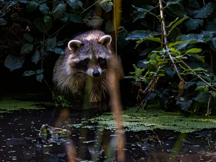 a rac wades in the shallow water near the grass