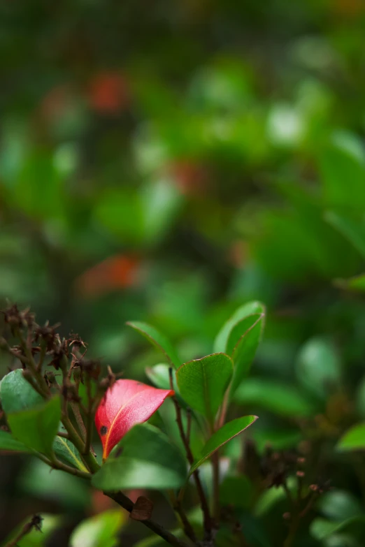 a red flower on top of green leaves