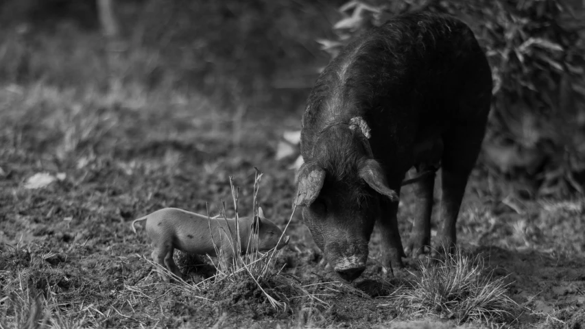 the calf and its mother are walking away from each other