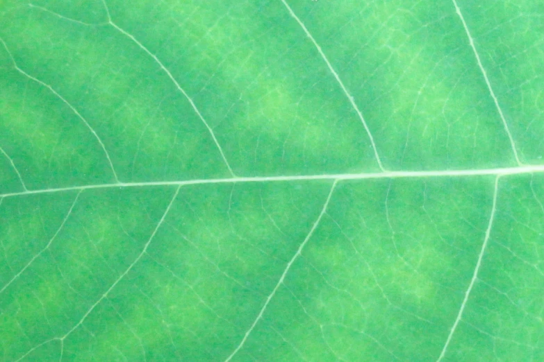 the tip of a leaf is seen from above