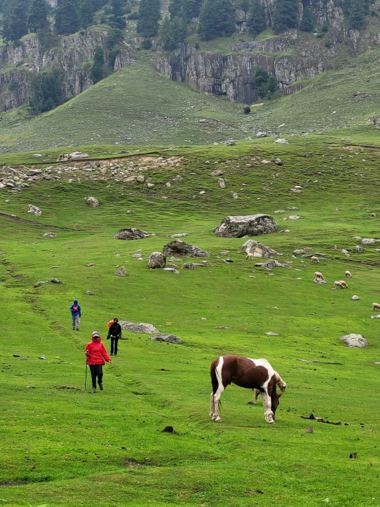 three people on an alpine landscape walking through the green grass while a cow is grazing