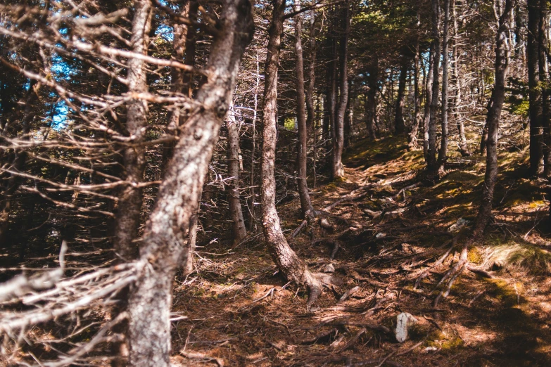 a man in a green jacket walks in the forest