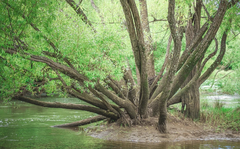 a body of water next to a very large tree