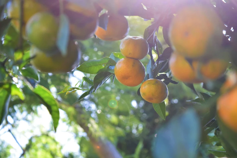 an orange tree is full of oranges on it