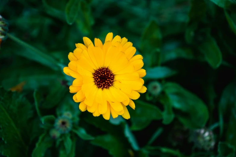 yellow and red flower with some green leaves