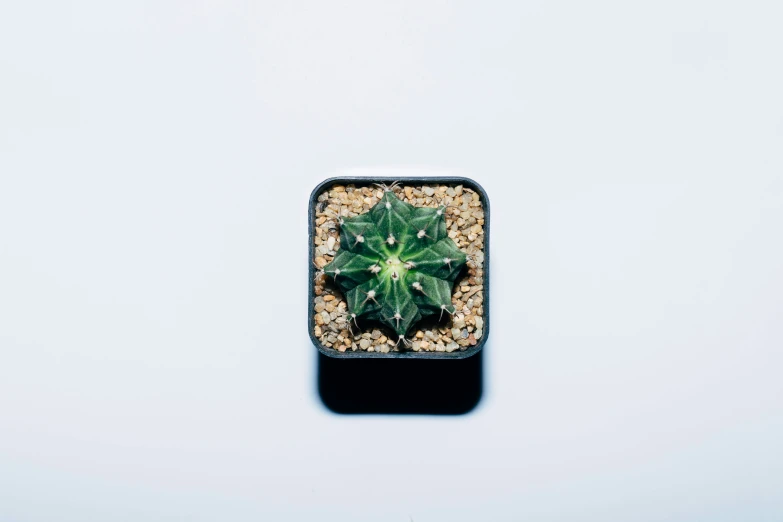 a green plant sitting on top of gravel in a black pot