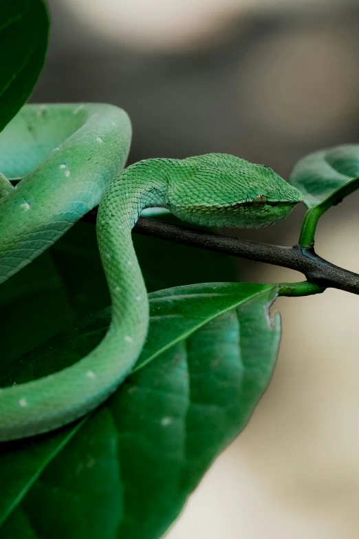 a green snake sitting on a leaf