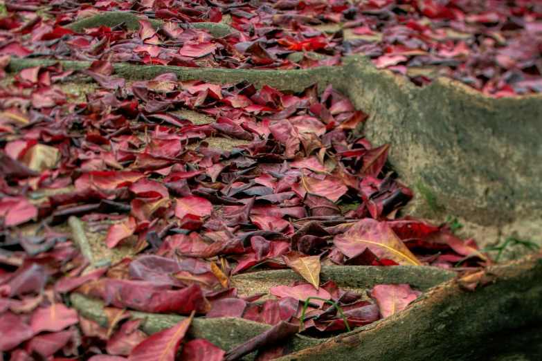 large, red leaves on the ground with stone steps in the background