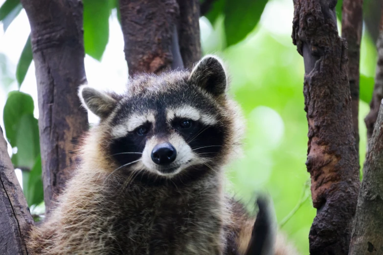 a close up of a rac sitting in a tree