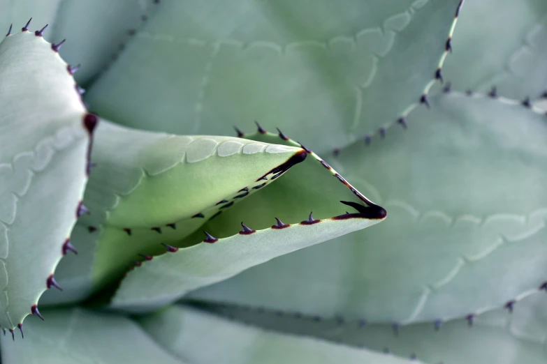 a leaf shaped plant is showing up on a stalk