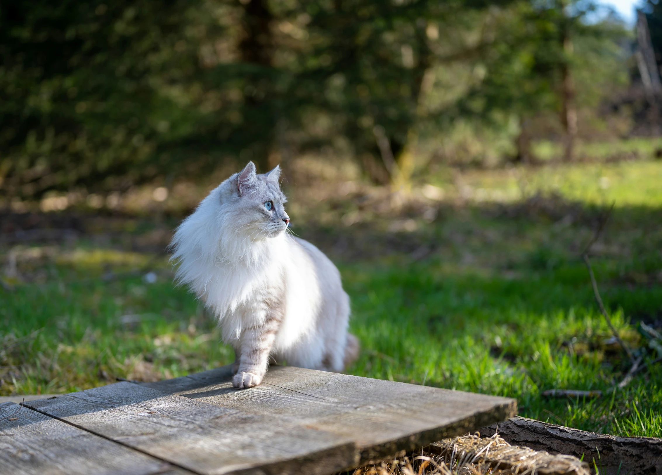 a cat sitting on a wooden platform in the grass