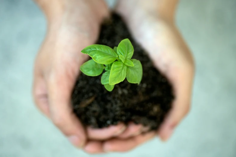 a small plant growing in a child's hands