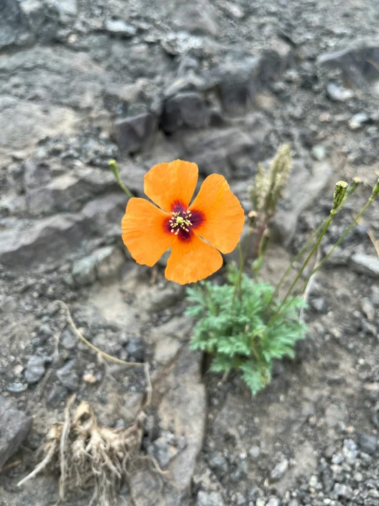 a single orange flower in the middle of a rocky field