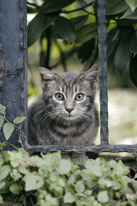 a grey tabby cat stares intently through the gate