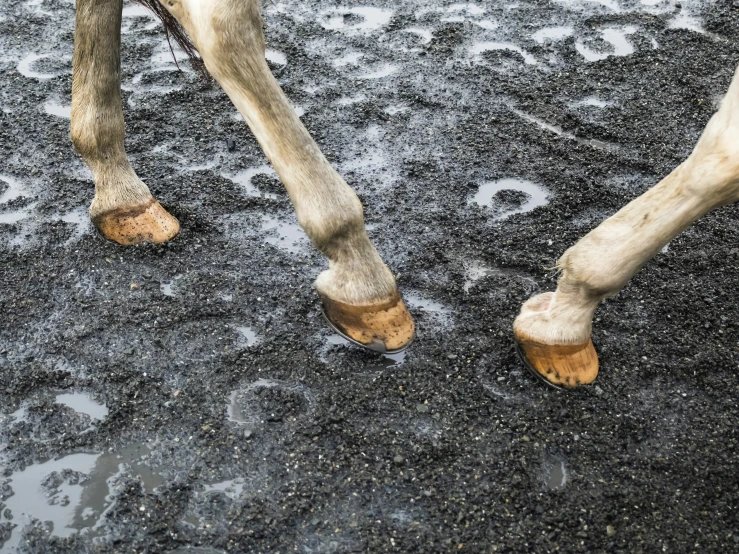 a horse has it's feet wet and legs are off