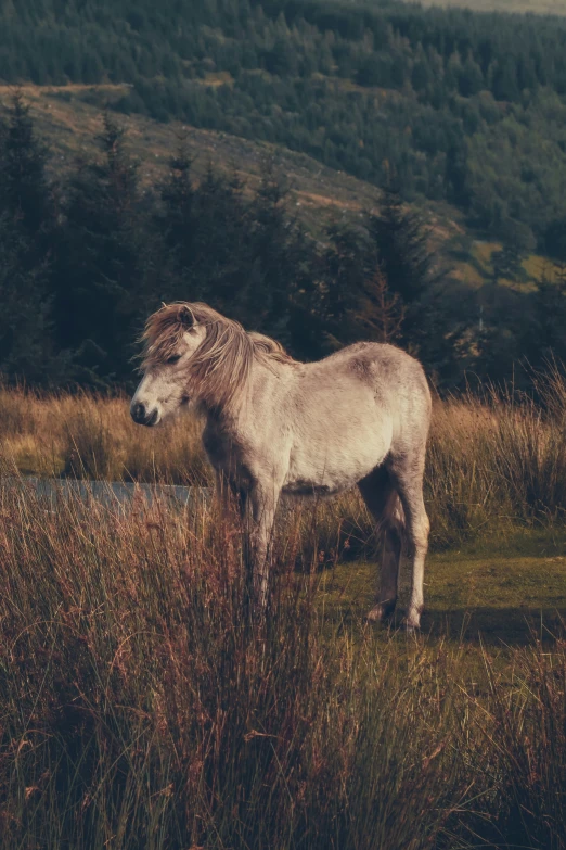 a white horse standing in some grass with trees in the background