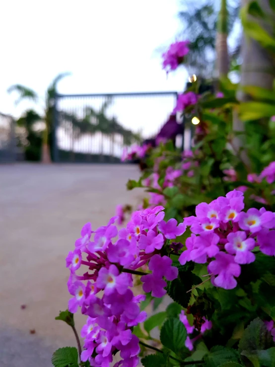 purple flowers sit in pots beside a street