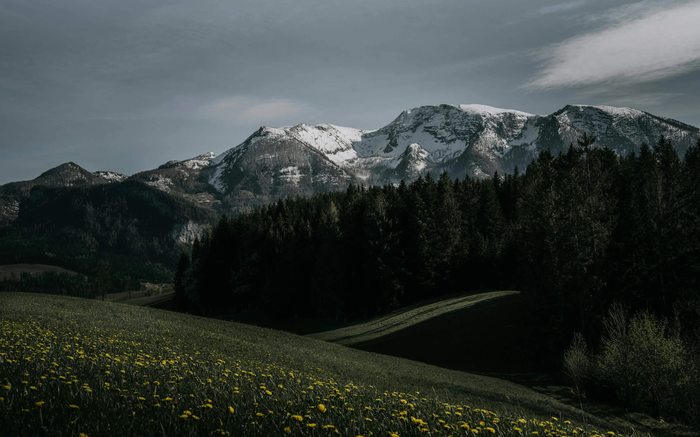 a field of flowers with snow capped mountains in the background