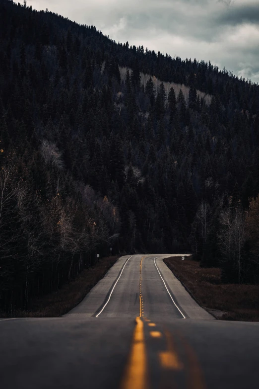 a road is lined with a row of tall trees