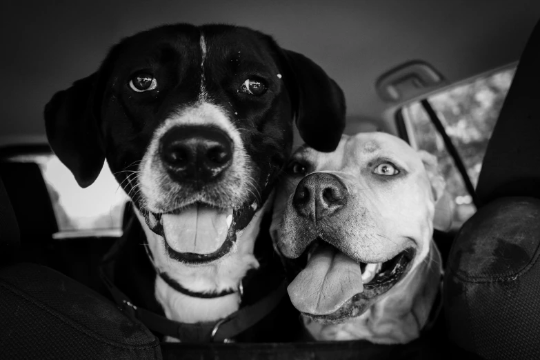 two dogs are looking forward while sitting next to each other