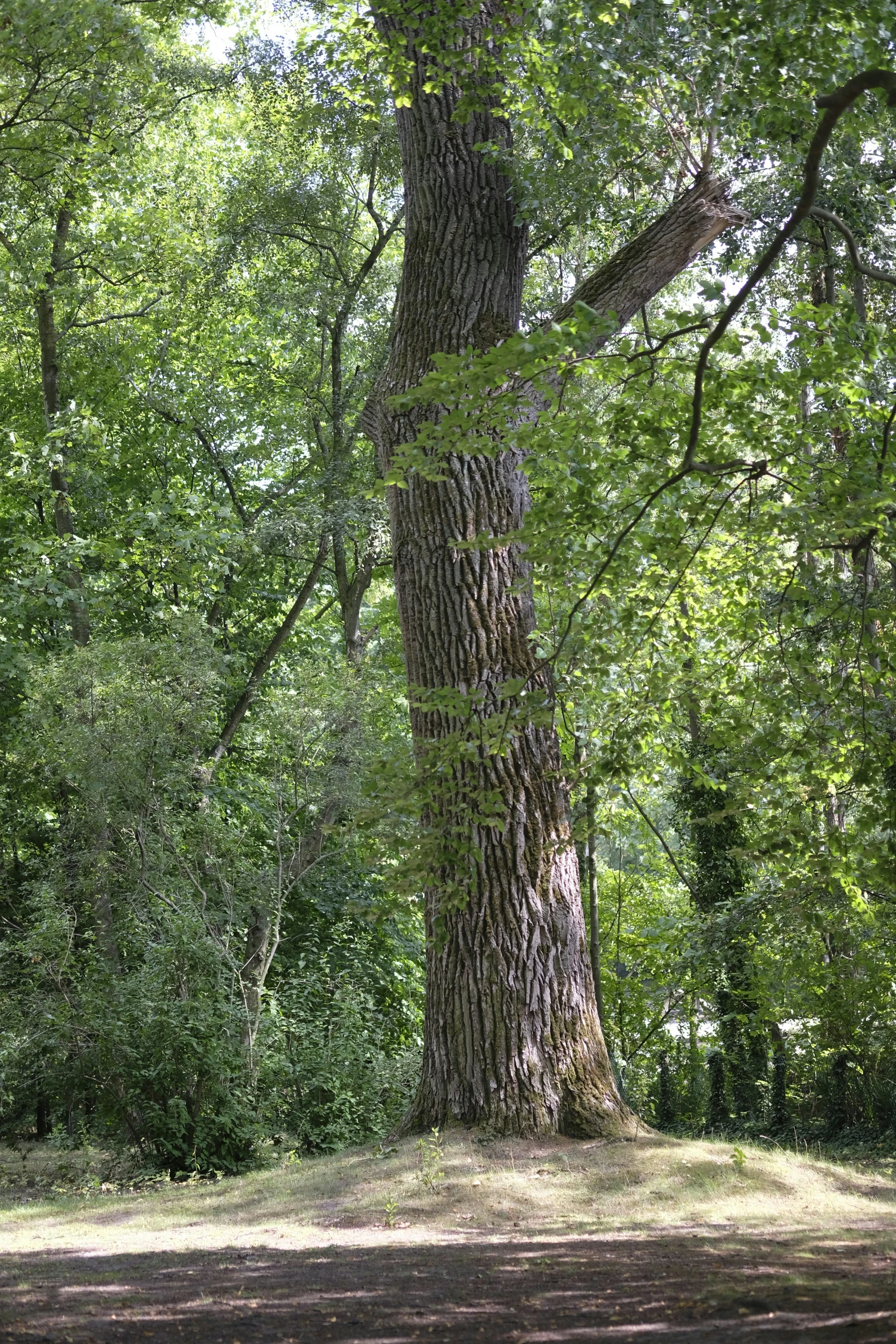 a very large pretty tree near by some grass