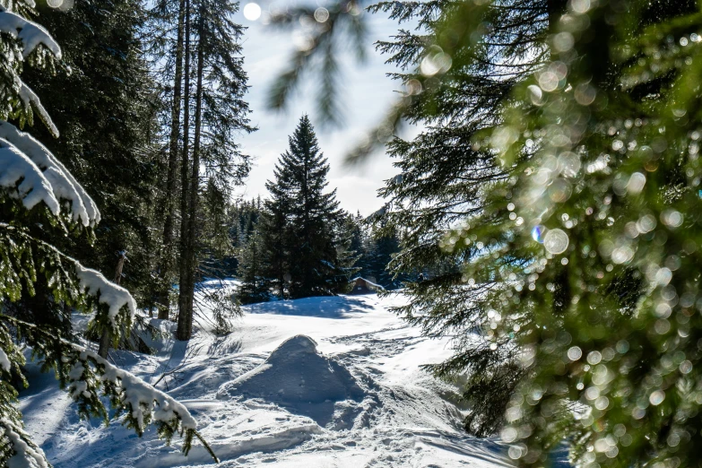a snowy path surrounded by trees near some snow