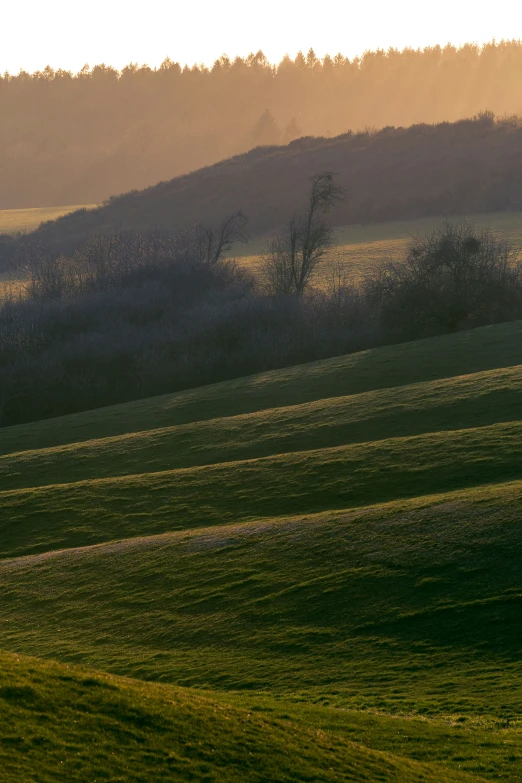 a lone sheep grazing in the sun on a grassy field