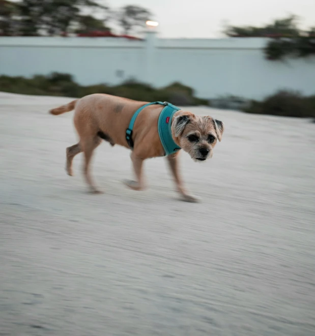 a small dog wearing a blue vest is running