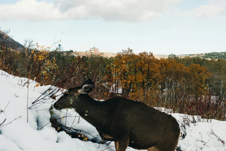 a deer is in the snow near some trees