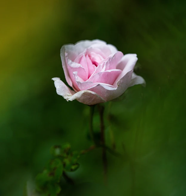 the pink rose has drops of water on it