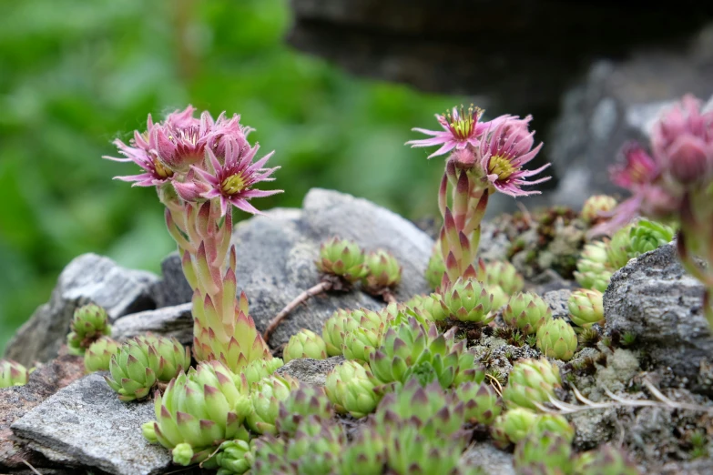 a cluster of flowers growing out of some rocks